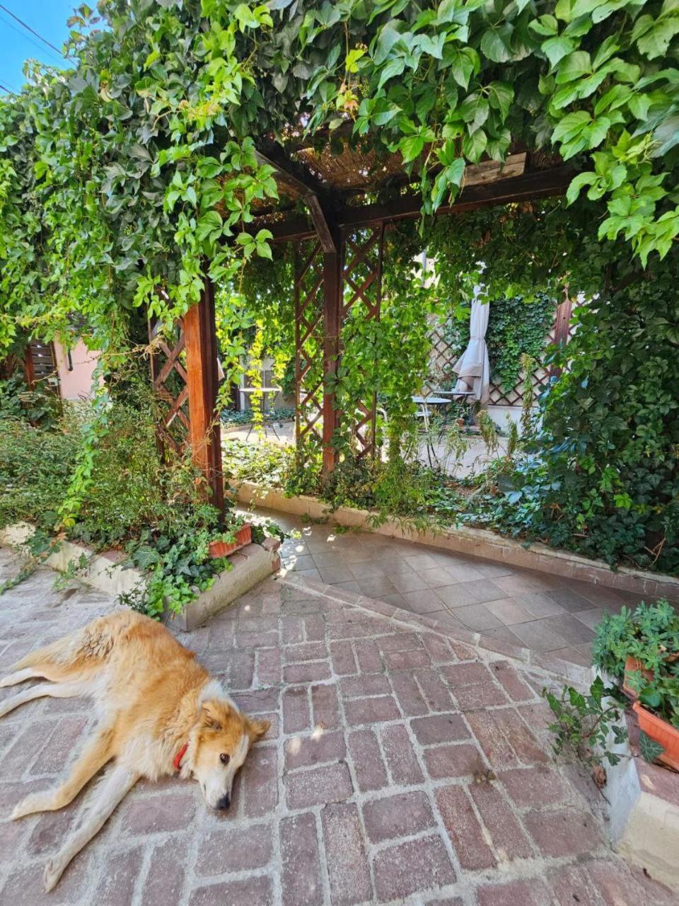 Vila Flavia B&B Констанца Екстериор снимка